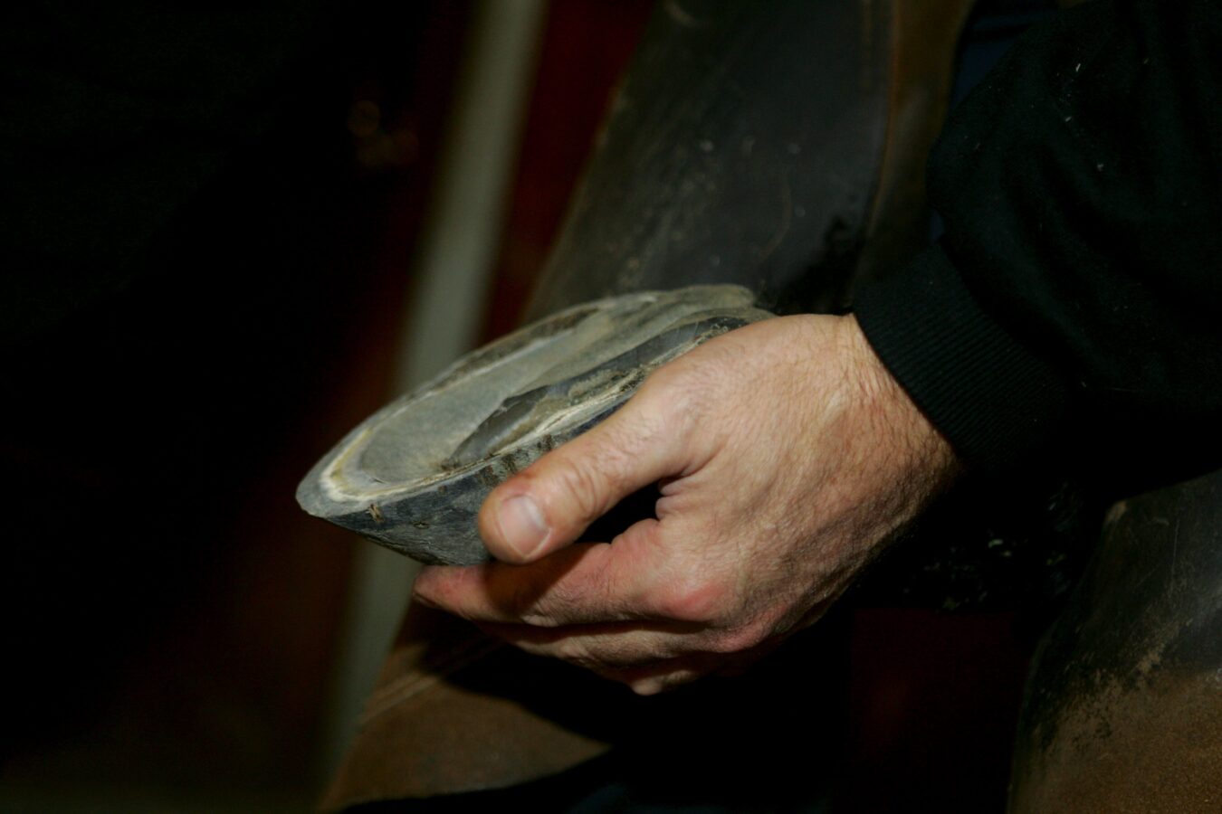 Hand håller i hästhov